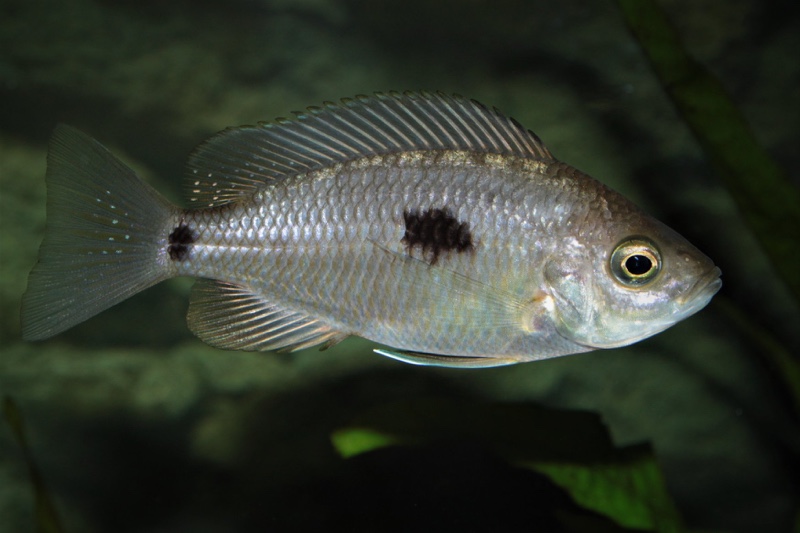 Copadichromis geertsi 'Gome'